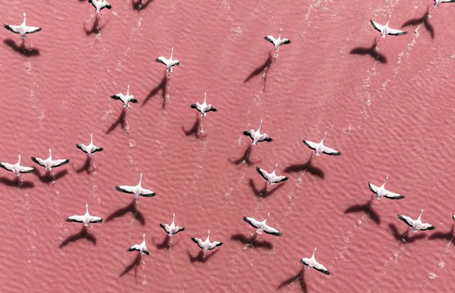 Drone image close to flamingos flying over Laguna Colorada, Bolivia.